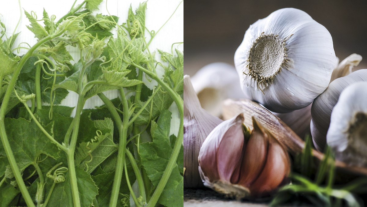 Nguyên liệu món ăn đọt mướp xào tỏi