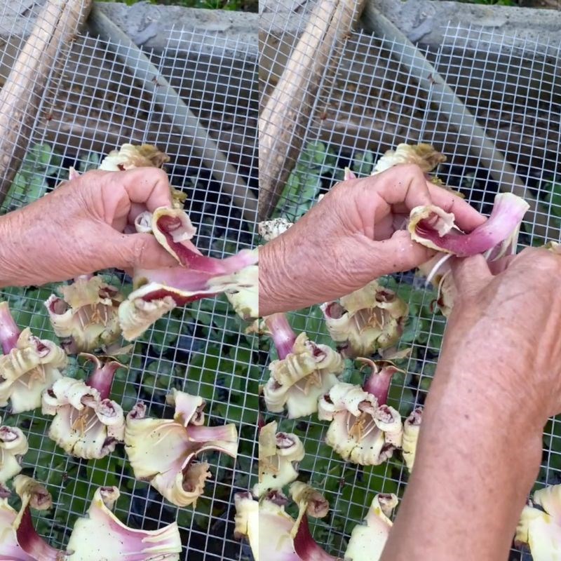 Bước 1 Phơi hoa n&uacute;c n&aacute;c C&aacute;ch chế biến hoa n&uacute;c n&aacute;c kh&ocirc;