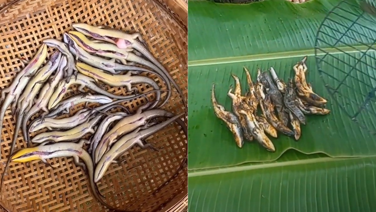 Rắn mối nướng mọi