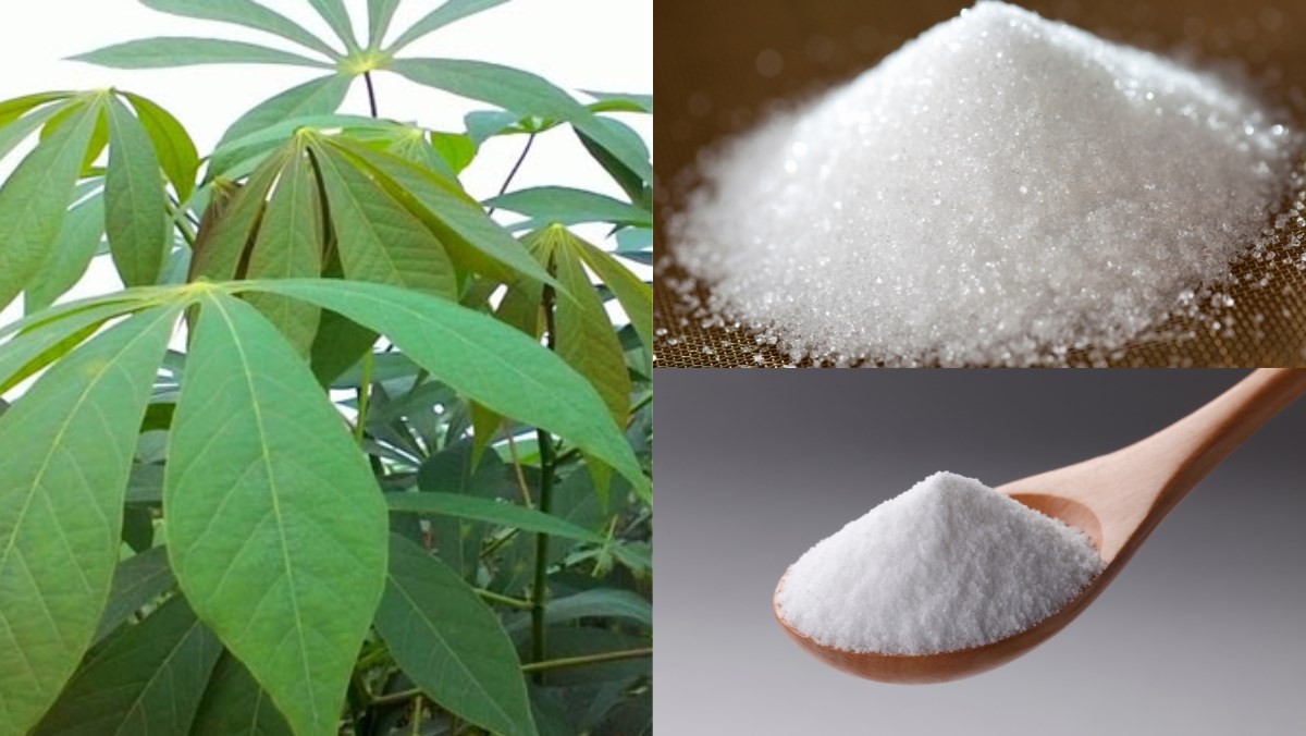 Nguyên liệu món ăn cách làm rau sắn muối chua