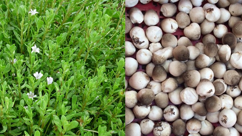 Nguyên liệu món ăn 2 cách làm rau đắng xào thịt bò và nấm rơm