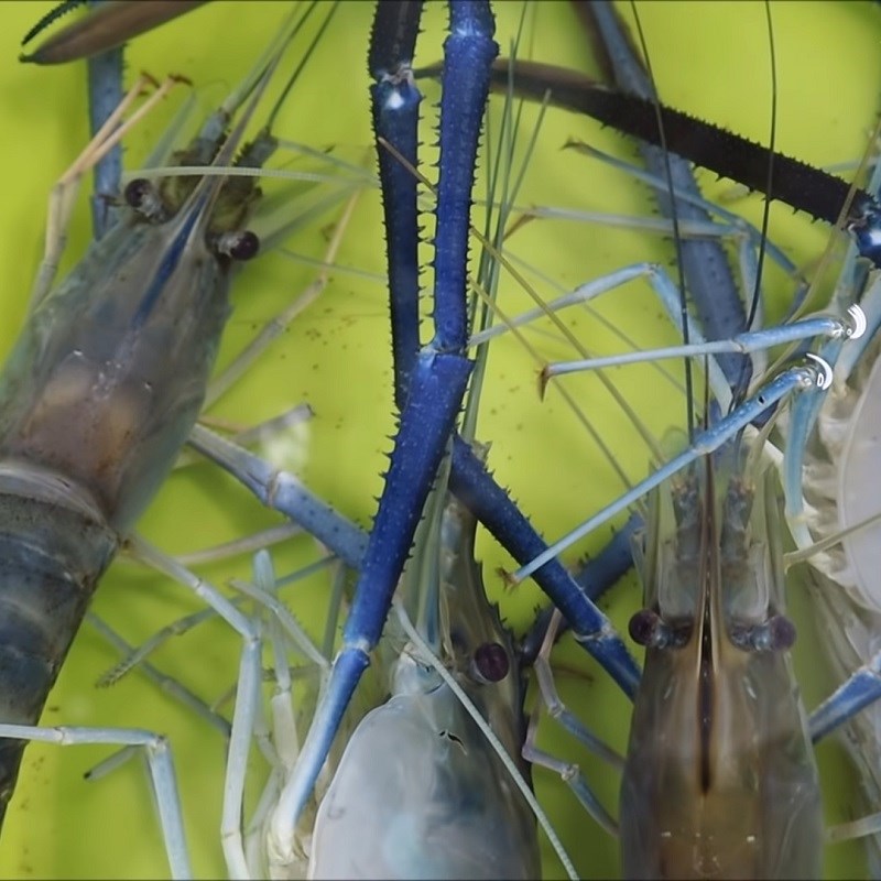 Bước 1 Sơ chế tôm càng xanh và xương heo Bánh canh tôm càng trứng cút