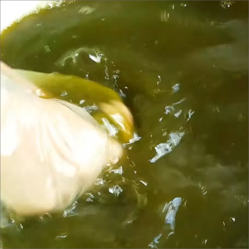 Bước 3 Rửa bột lá găng với nước vôi trong Thạch găng bằng bột lá găng