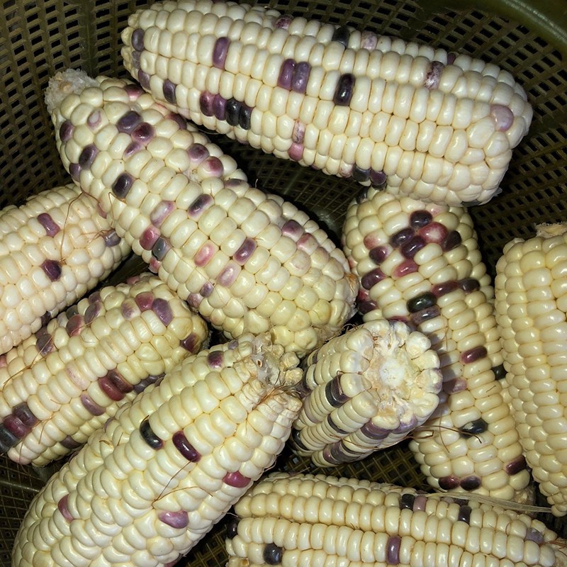 Bước 1 Sơ chế nguyên liệu Chè bắp nếp nước cốt dừa