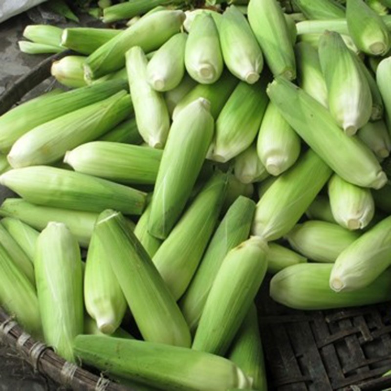 Bước 1 Sơ chế nguyên liệu Chè bắp nếp nước cốt dừa