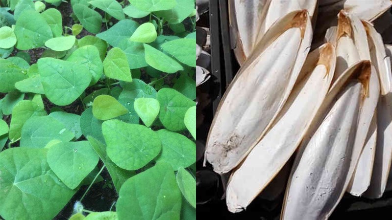 Nguyên liệu món ăn sương sâm bằng máy xay sinh tố