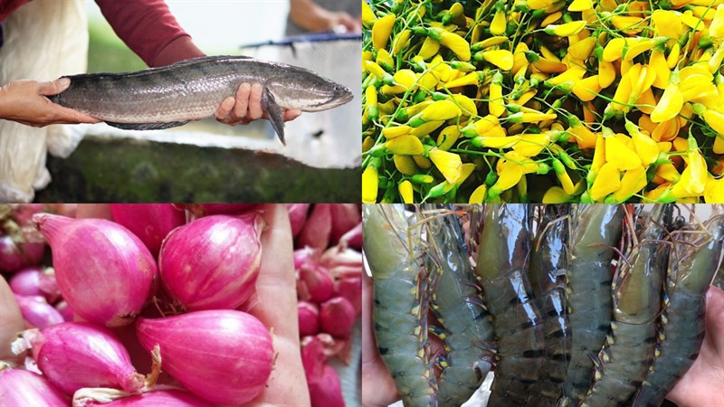 Nguyên liệu món ăn bún cá kiên giang