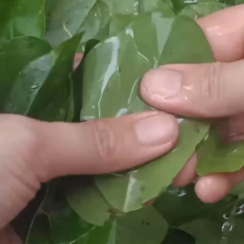 Bước 1 Sơ chế lá sương sâm Sương sâm bằng máy xay sinh tố