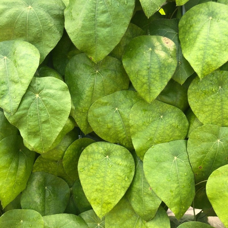 Bước 1 Sơ chế lá sương sâm Sương sâm bằng máy xay sinh tố (công thức được chia sẻ từ người dùng)