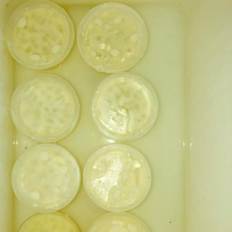 Bước 3 Ủ sữa chua phô mai Sữa chua phô mai