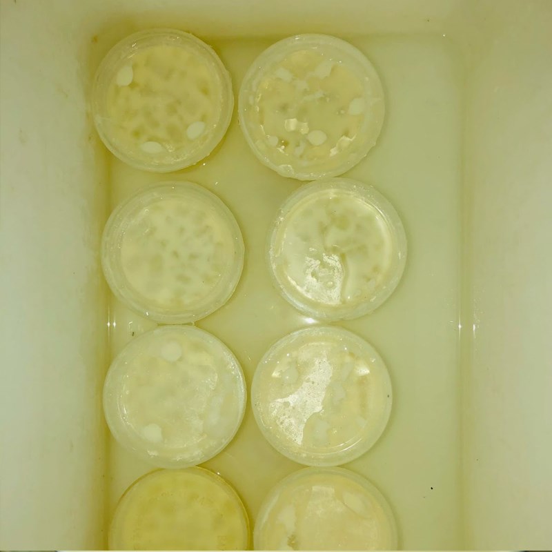 Bước 4 Ủ sữa chua phô mai nha đam Sữa chua phô mai nha đam