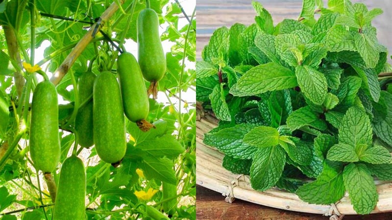 Nguyên liệu món ăn nước ép bí đao