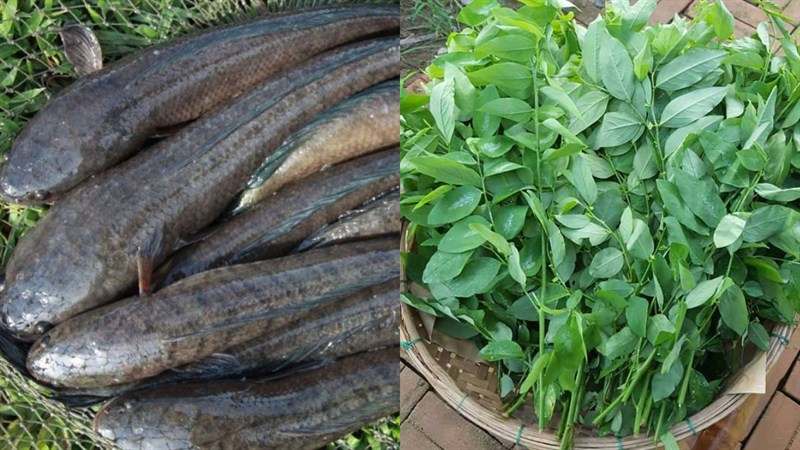 Nguyên liệu món ăn cháo cá lóc rau ngót