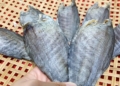 kho ca sac thumbnail 1 1200x676 1