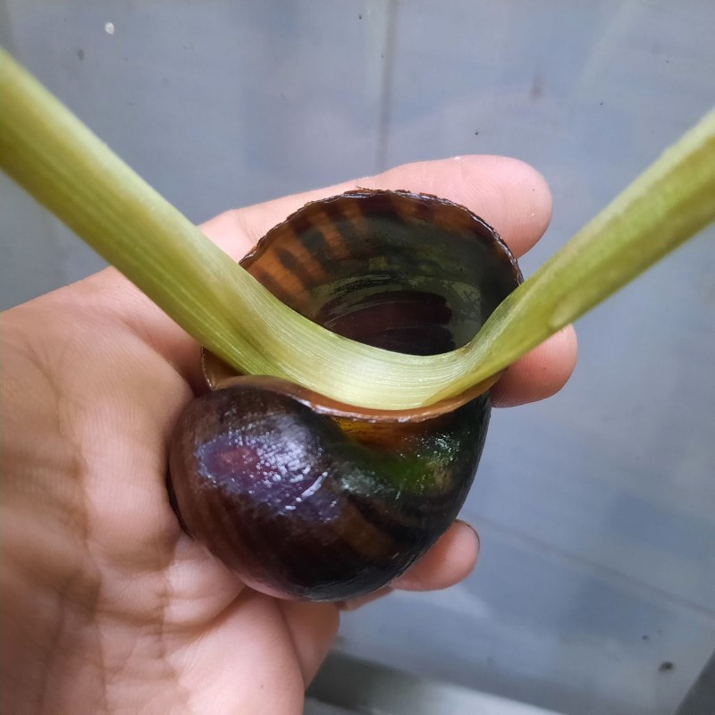 Bước 4 Nhồi nhân vào ốc và hấp Ốc bươu nhồi thịt (công thức được chia sẻ từ người dùng)
