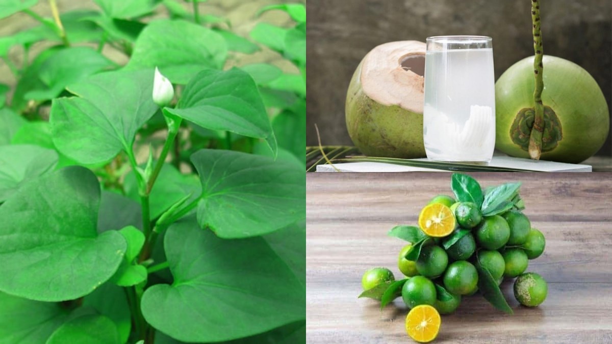Nguyên liệu món ăn nước ép rau diếp cá