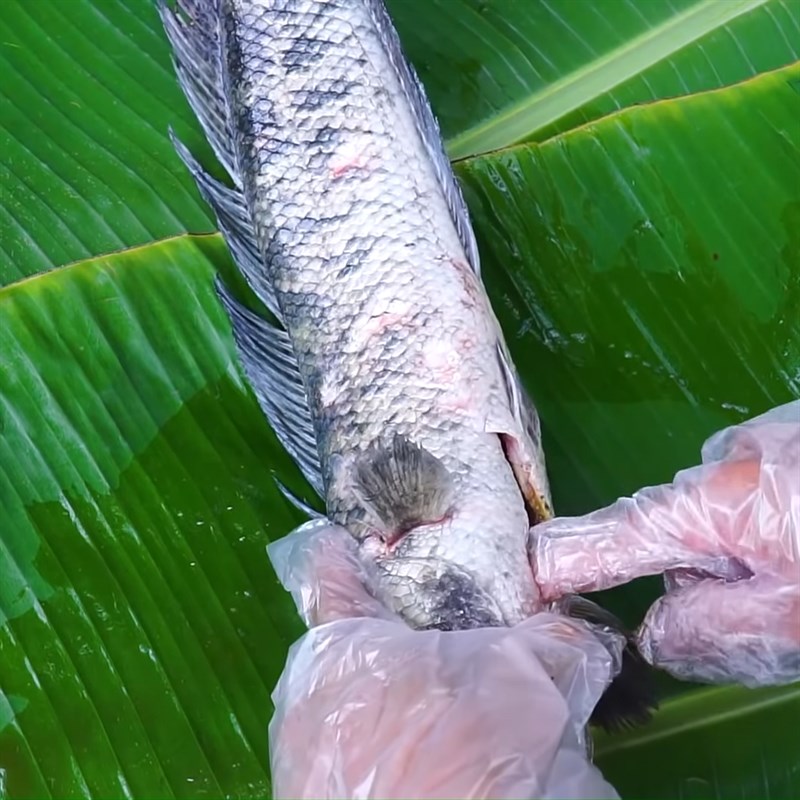 Bước 1 Sơ chế cá lóc Cá lóc nướng muối tuyết