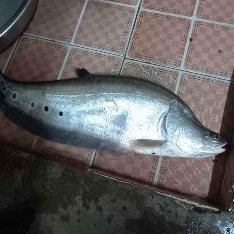 Bước 1 Sơ chế cá thác lác Lẩu cá thác lác khổ qua - mướp đắng