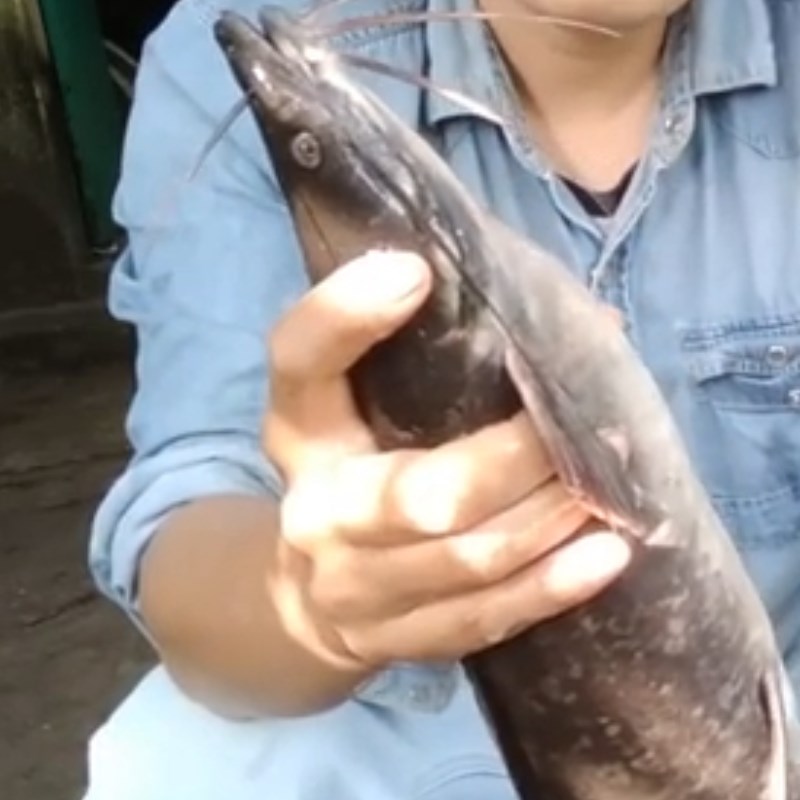 Bước 1 Sơ chế cá trê Cá trê kho dưa chua