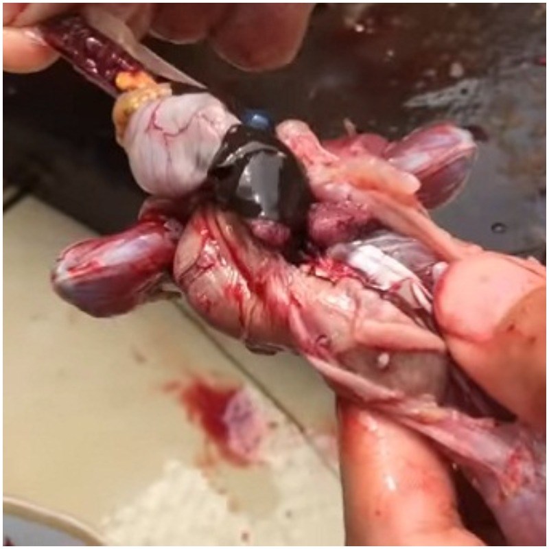 Bước 1 Sơ chế ếch Ếch nướng mọi