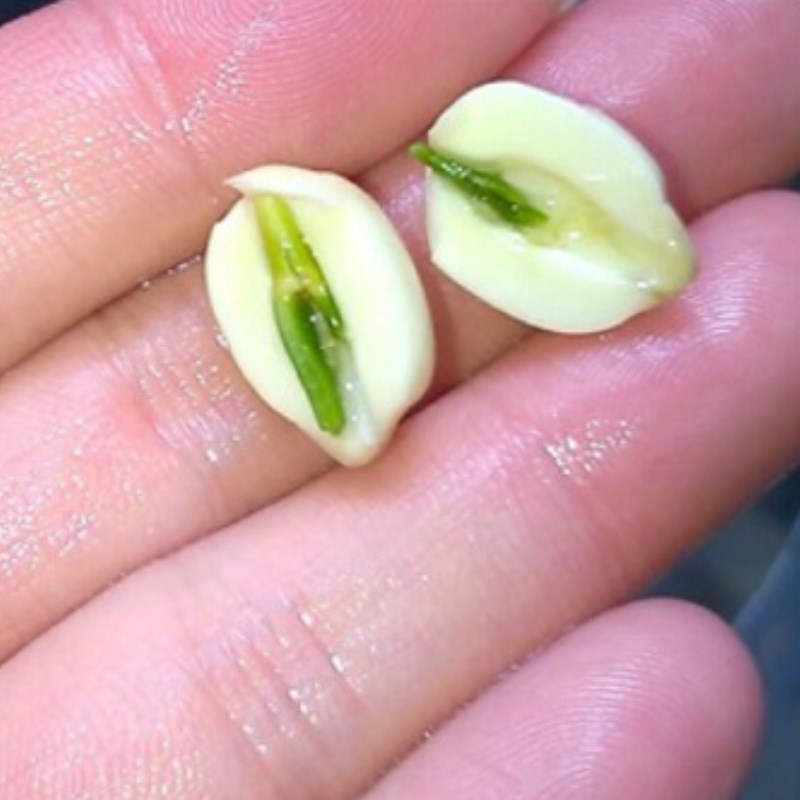 Bước 1 Sơ chế nguyên liệu Sữa hạt sen bắp