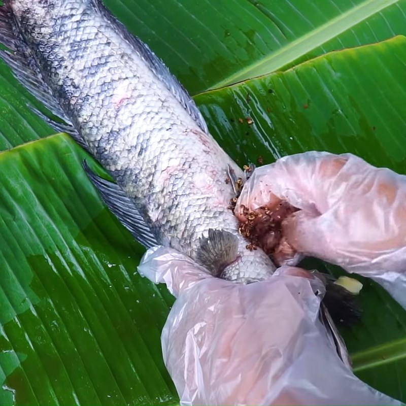 Bước 2 Ướp cá lóc Cá lóc nướng muối tuyết