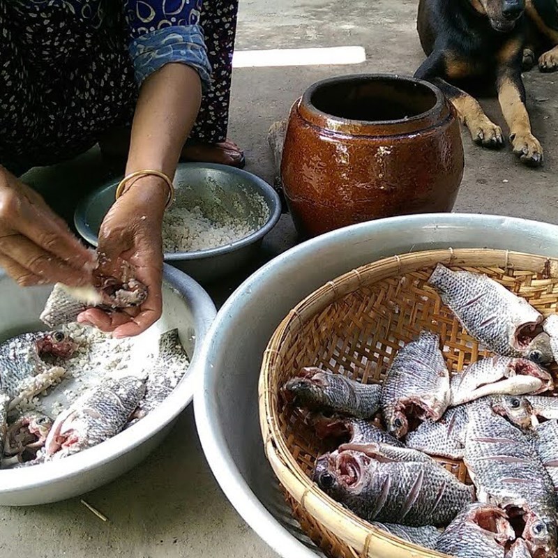 Bước 3 Xếp cá vào hũ lần 1 Mắm cá rô phi