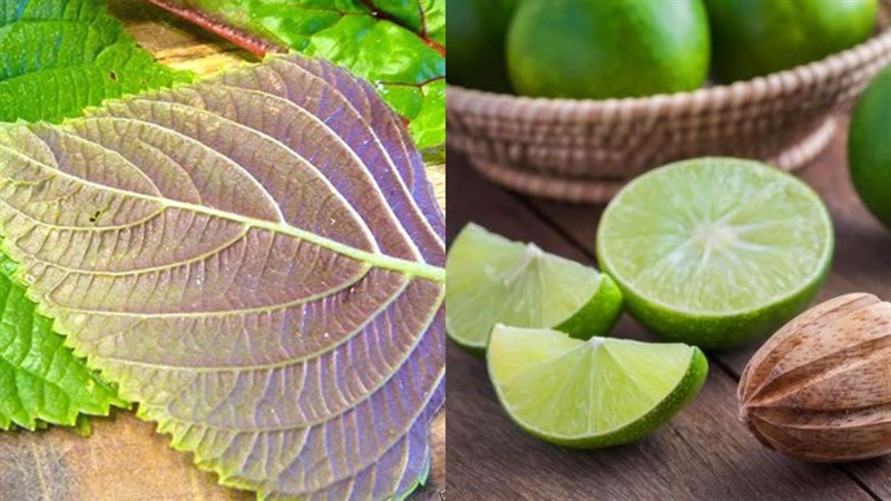 Nguyên liệu món ăn trà giải cảm