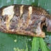 CarophinuonggiaybacE280A2AmthucdandaTap1Grilledfish18 1screenshot 1200x676 1