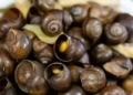 HuongdancachlammonOCMITHAPRIENGSA1200 1200x675 1