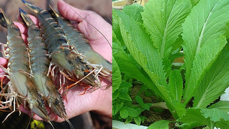 Nguyên liệu món ăn cải bẹ xanh xào tôm tươi