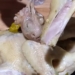 Cách làm gà hấp muối bằng nồi cơm điện đơn giản, mềm ngon đậm đà hương vị 40 cach lam ga hap muoi bang noi com dien don gian avt 1200x676 1