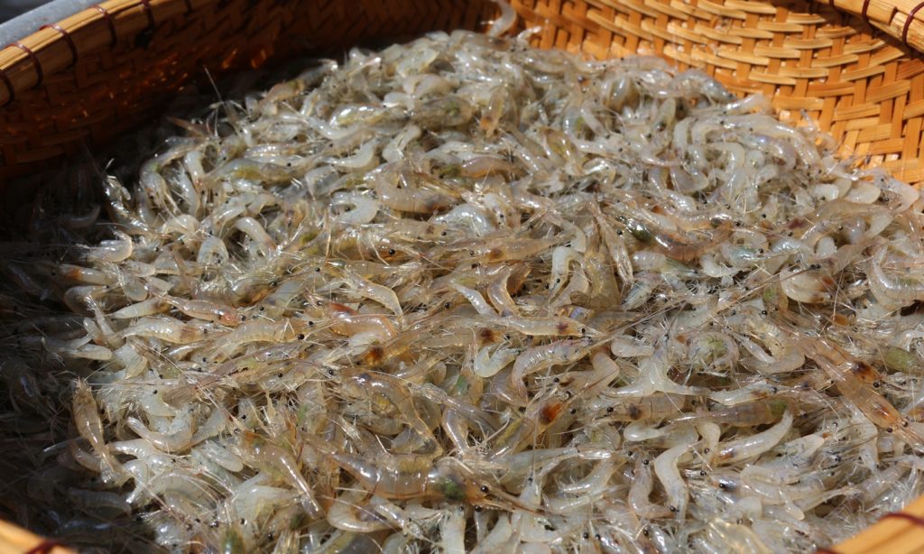 Bước 1 Sơ chế tép Mắm tép