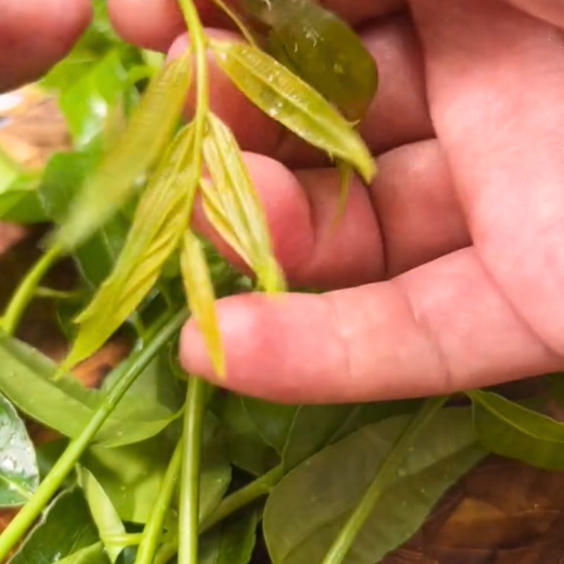 Bước 1 Chuẩn bị nguyên liệu Gỏi khô bò cóc non (Công thức được chia sẻ từ Tiktok Cách Nấu Ngon cùng Cách Nấu Ngon)