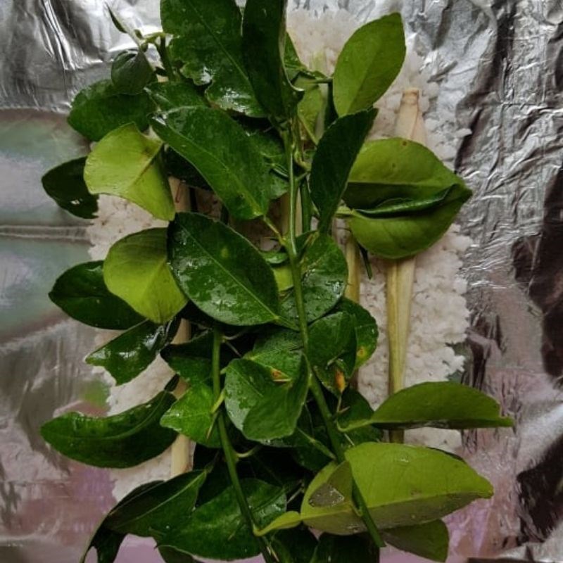 Bước 3 Gói gà cùng muối, sả, lá chanh Gà ủ muối sả (công thức được chia sẻ từ người dùng)