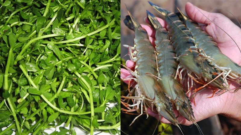 Nguyên liệu món ăn canh rau đắng nấu tôm