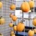 hongtreogio1200 1200x676 1