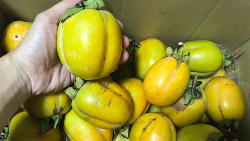 Nguyên liệu món ăn hồng treo gió