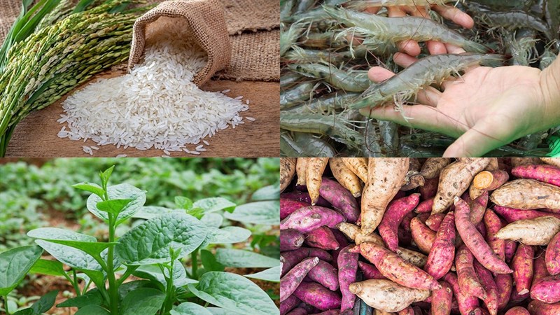 Nguyên liệu món ăn 2 cách nấu cháo tôm rau mồng tơi cho bé