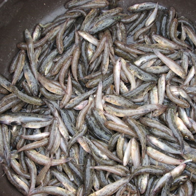 Bước 1 Sơ chế cá bống Cá bống kho tộ
