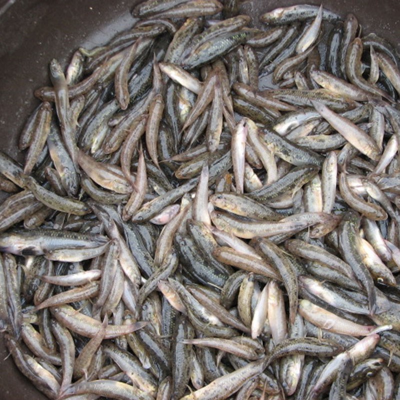 Bước 1 Sơ chế cá bống Cá bống kho quẹt