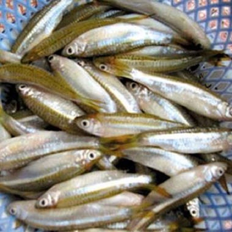Bước 1 Sơ chế cá lòng tong Cá lòng tong kho quẹt