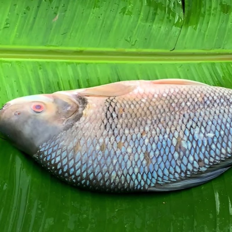 Bước 1 Sơ chế cá mè Cá mè nướng muối ớt