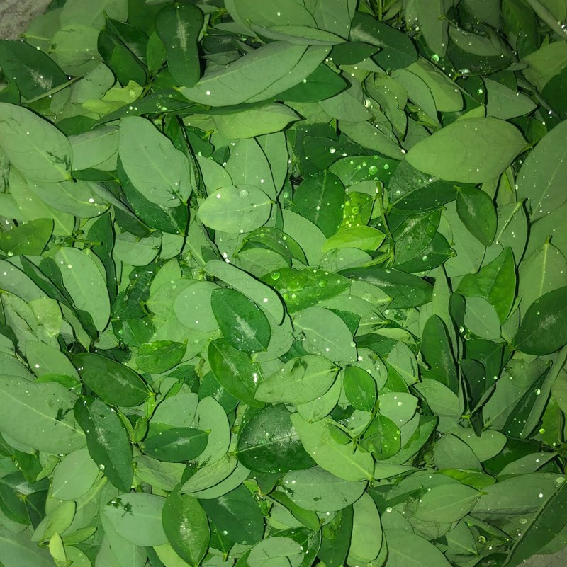 Bước 1 Sơ chế các nguyên liệu Canh rau ngót nấu tôm khô