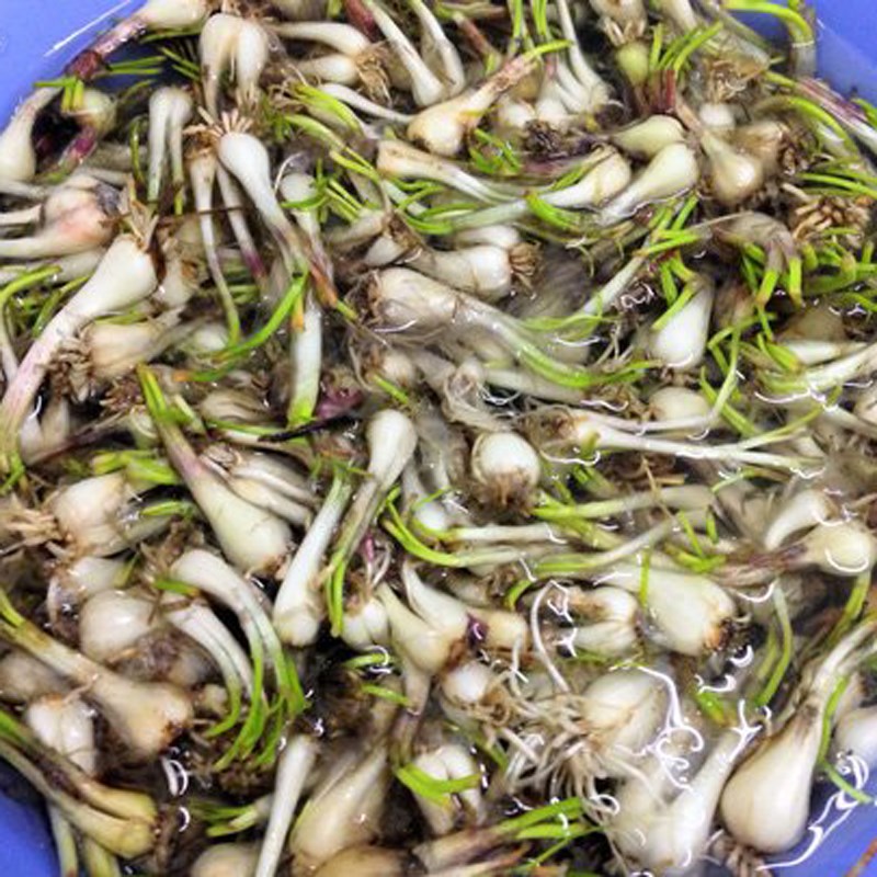 Bước 2 Sơ chế các nguyên liệu khác Củ kiệu xào thịt bò