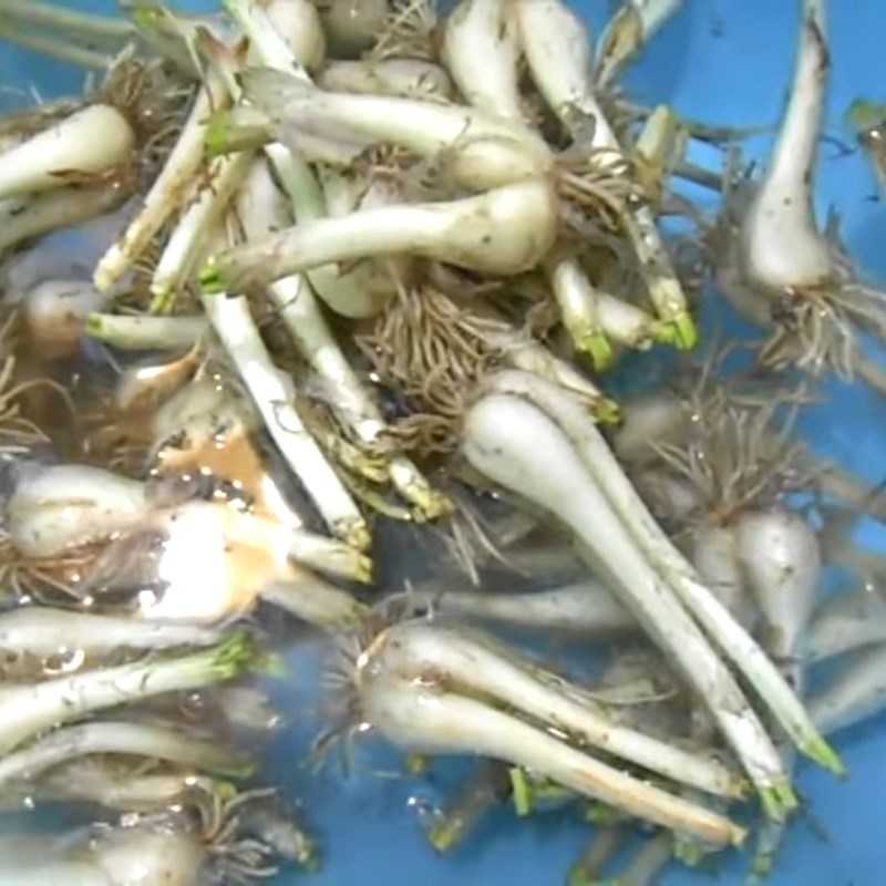 Bước 1 Sơ chế củ kiệu Củ kiệu miền trung