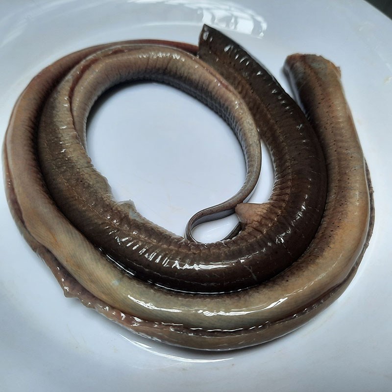 Bước 1 Sơ chế lươn Lươn om chuối xanh