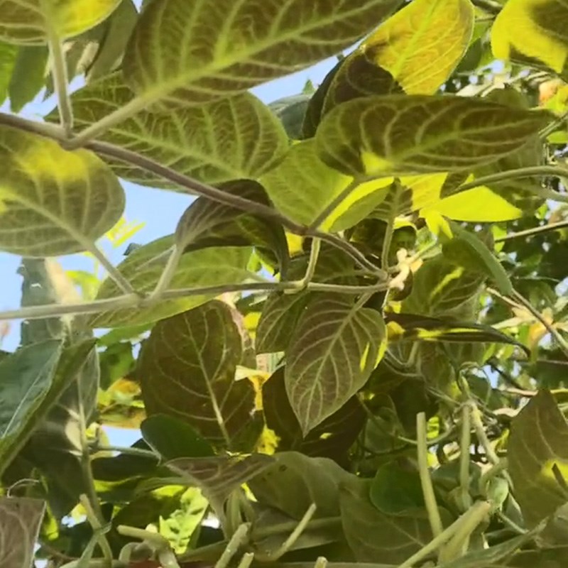 Bước 1 Sơ chế nguyên liệu Trứng chiên lá mơ (Công thức được chia sẻ từ TikTok Cách Nấu Ngon cùng Cách Nấu Ngon)