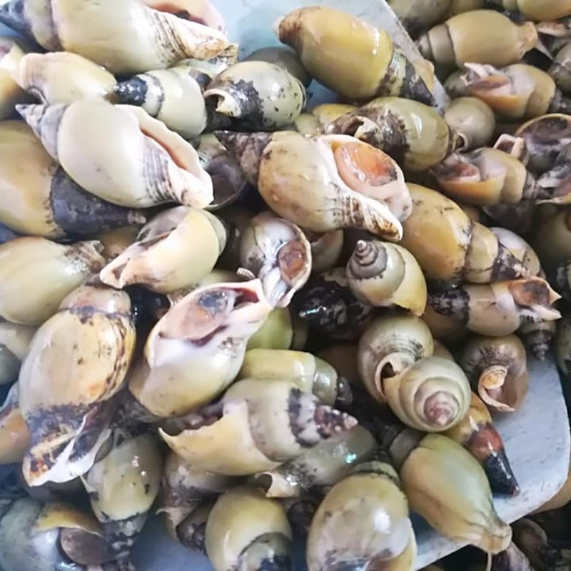 Bước 1 Sơ chế ốc cà na Ốc cà na hấp sả