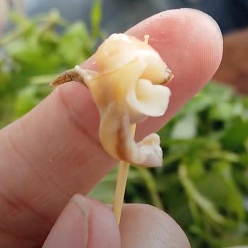 Bước 4 Thành phẩm Ốc cà na hấp sả